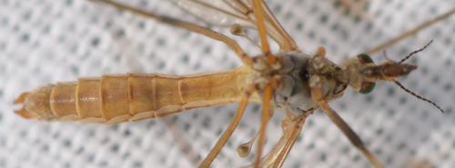 Tipula vernalis